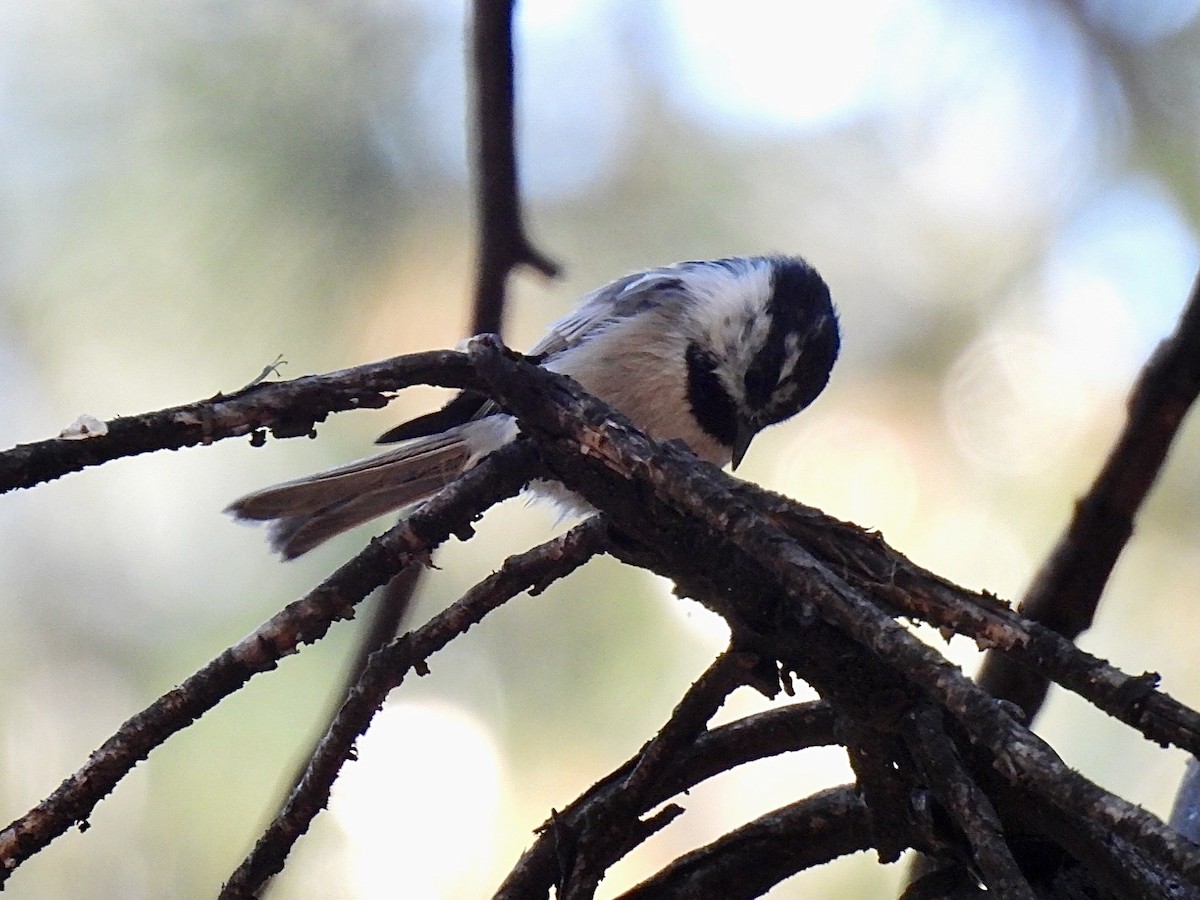 Mountain Chickadee (Pacific) - ML624009841