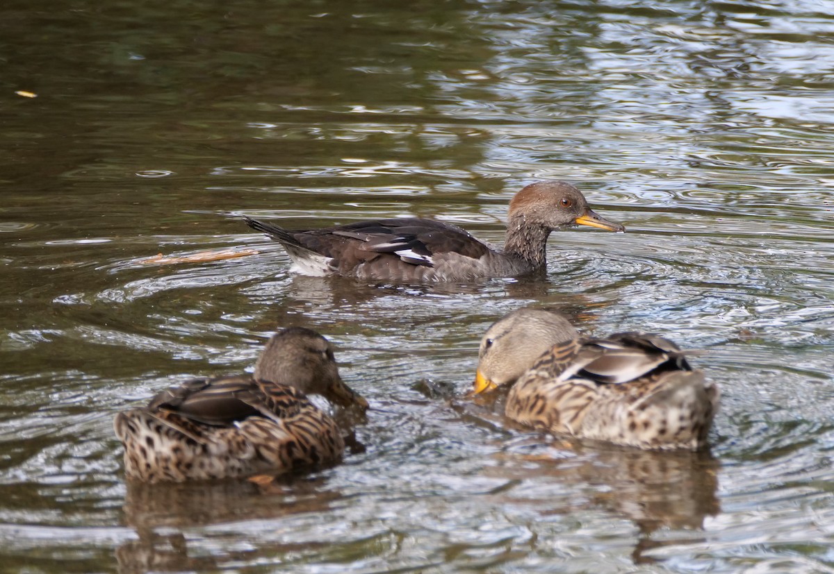 Hooded Merganser - ML624009845