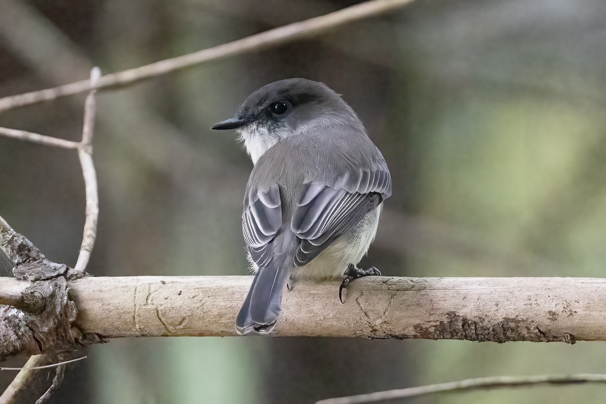 Eastern Phoebe - Shori Velles