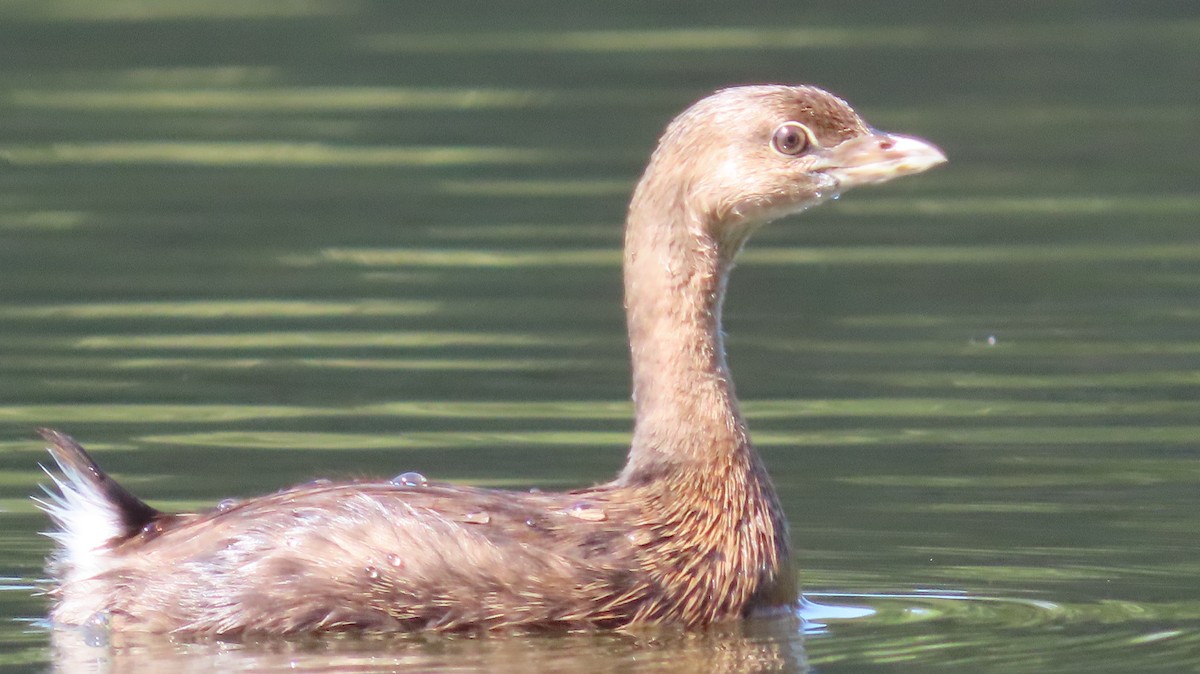 Pied-billed Grebe - ML624009847