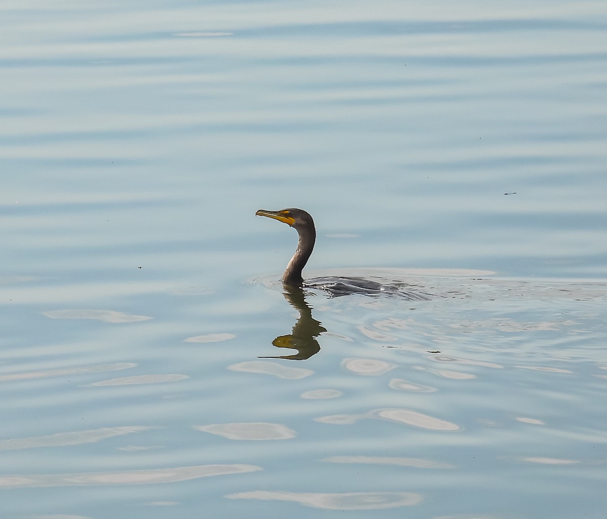 Double-crested Cormorant - ML624009849