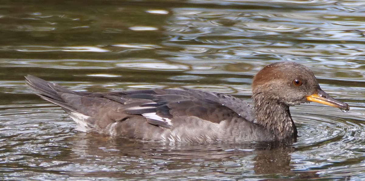 Hooded Merganser - ML624009850