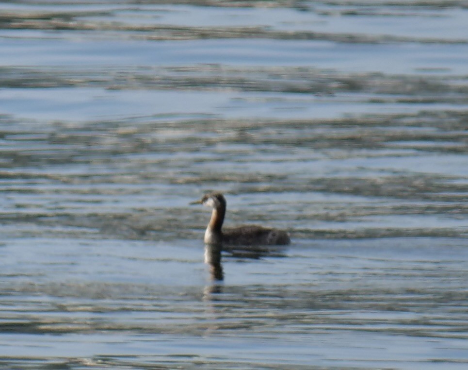 Red-necked Grebe - Jan Bryant