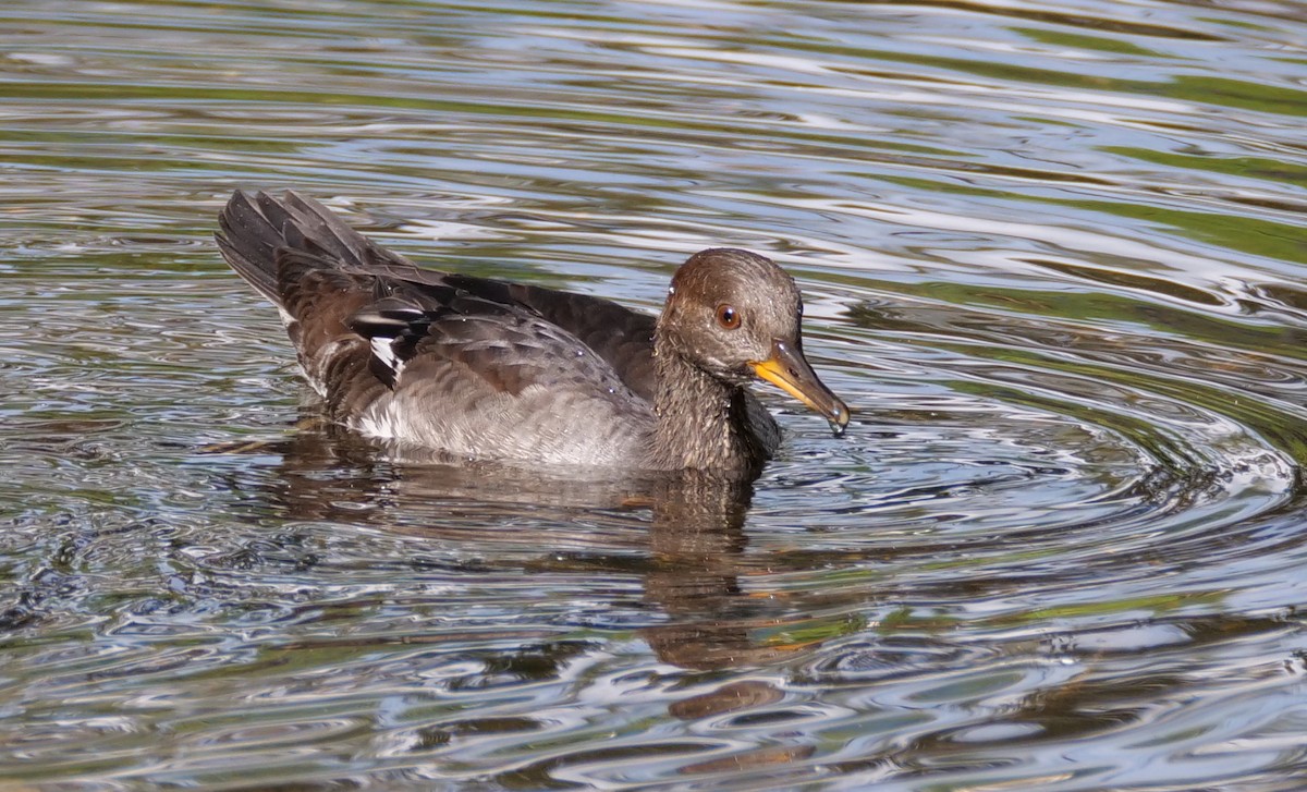 Hooded Merganser - ML624009852