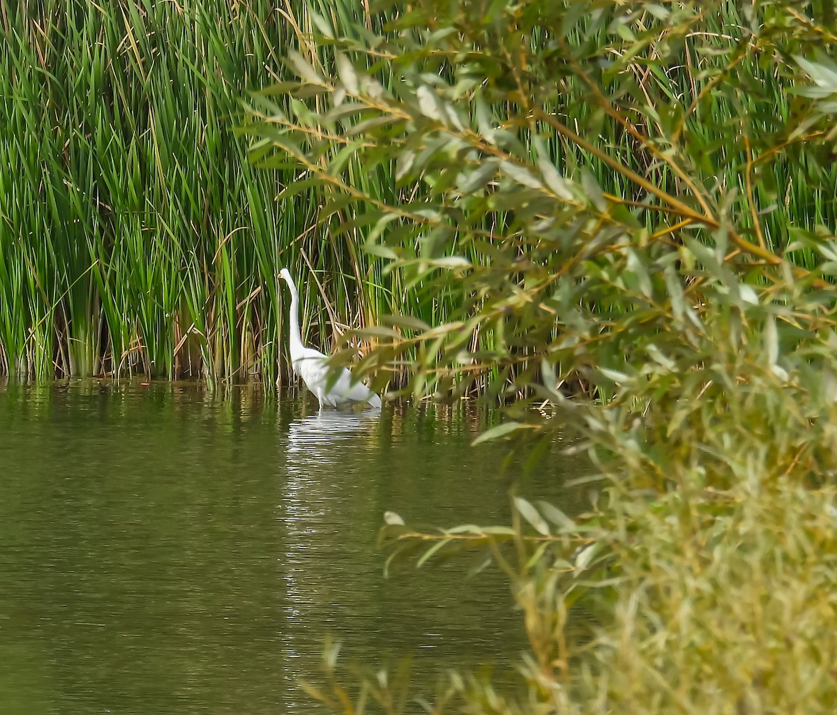 Great Egret - ML624009853