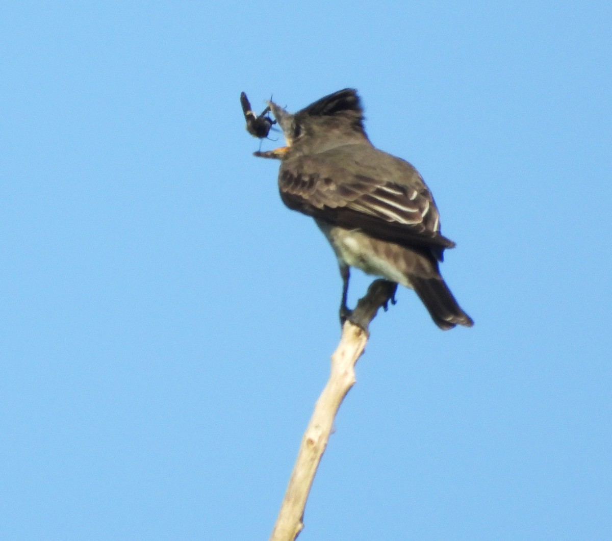 Olive-sided Flycatcher - ML624009854