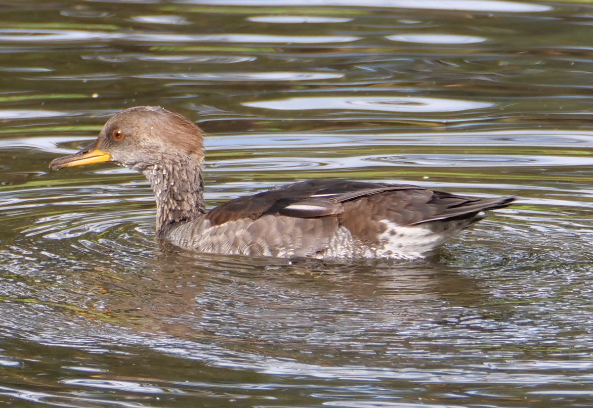 Hooded Merganser - ML624009857