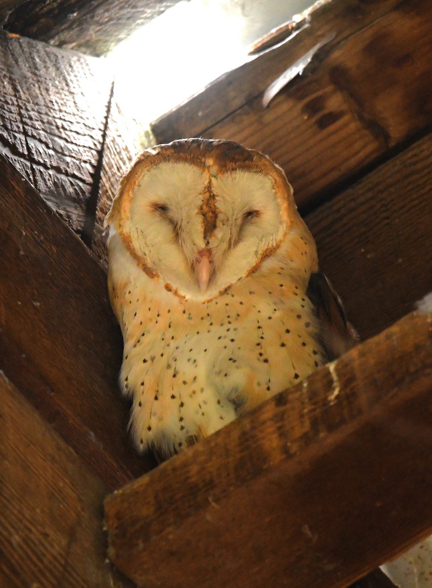 Barn Owl - ML624009858