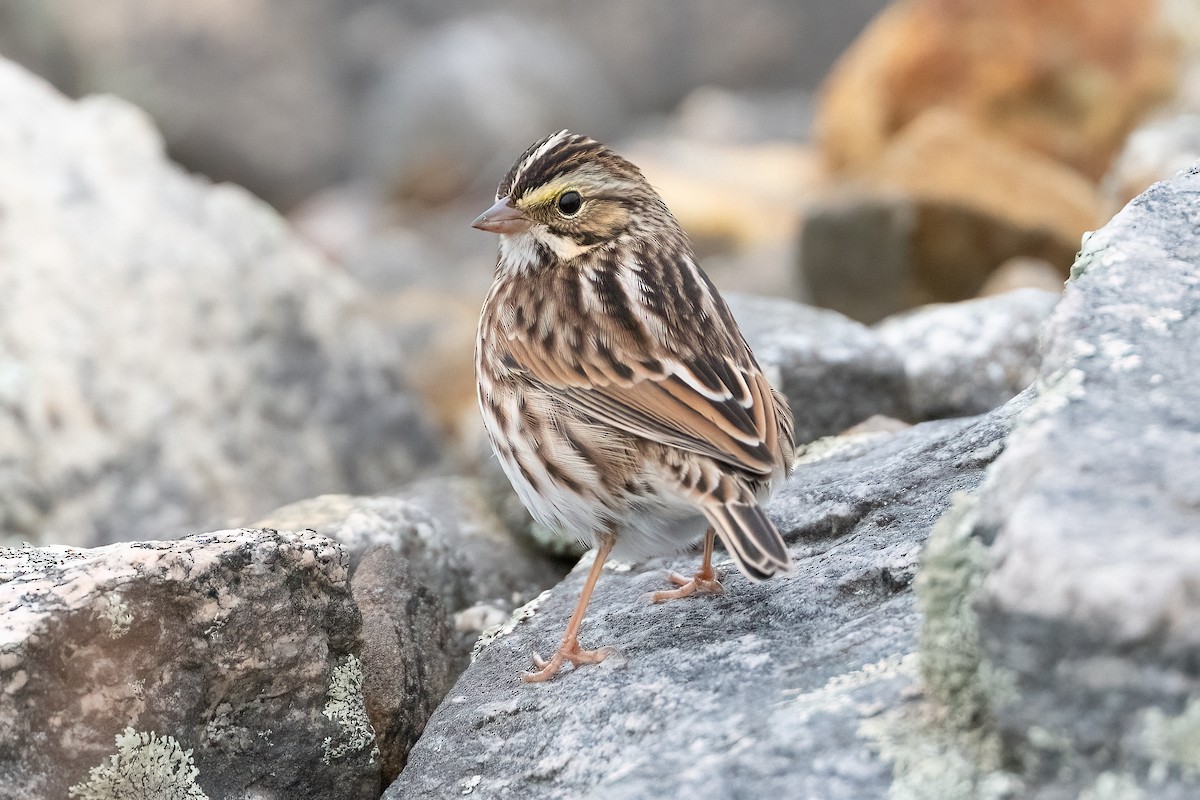 Savannah Sparrow - ML624009860