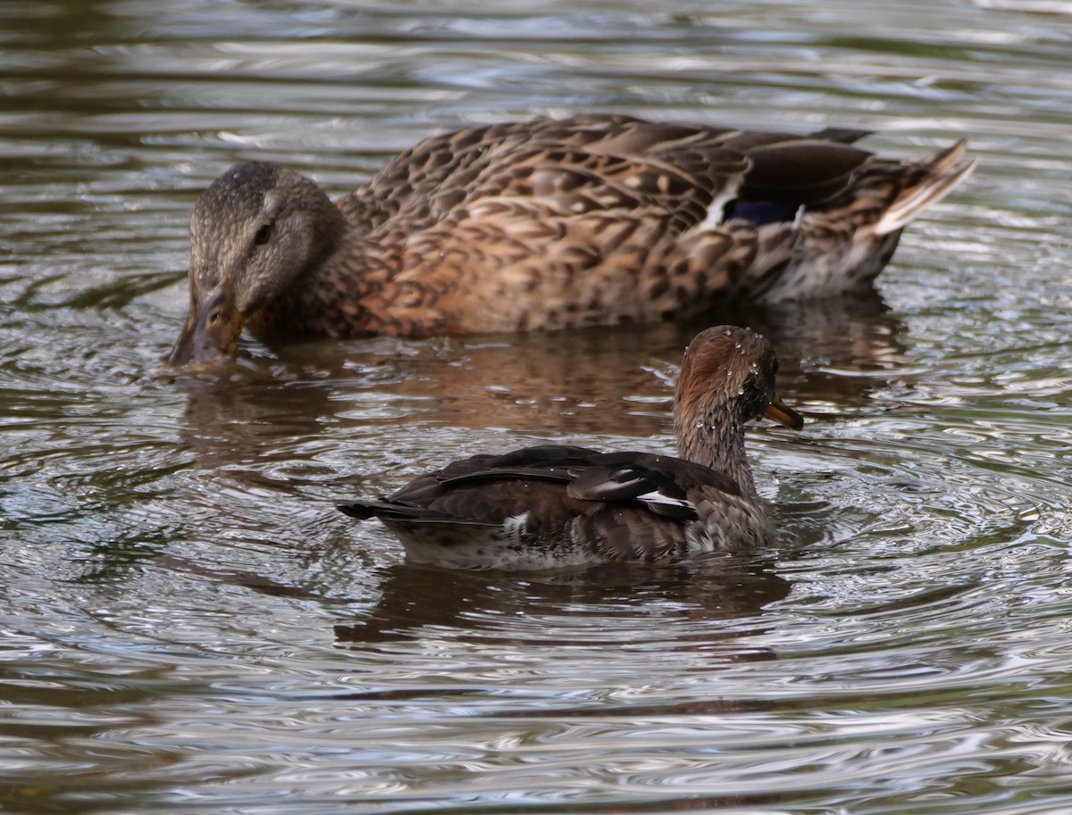 Hooded Merganser - ML624009861