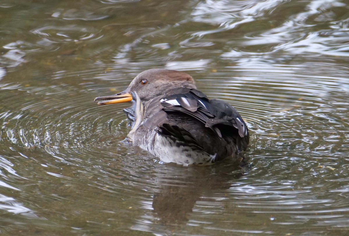 Hooded Merganser - Joe Rothstein