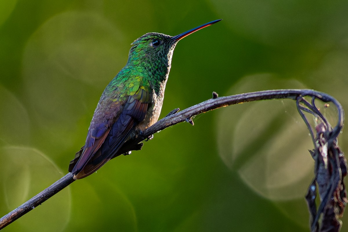 Berylline Hummingbird - ML624009870