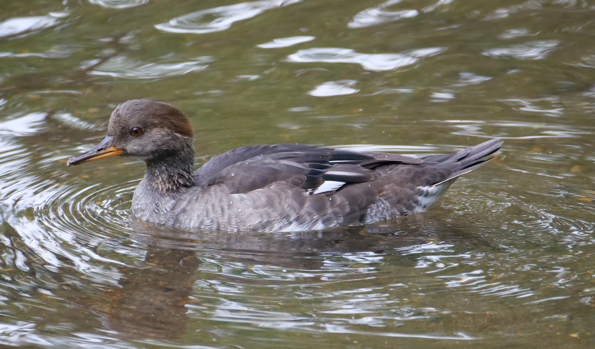 Hooded Merganser - ML624009873