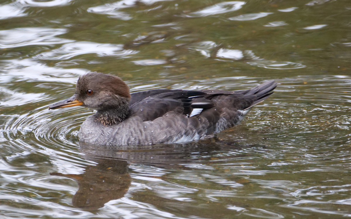 Hooded Merganser - ML624009874