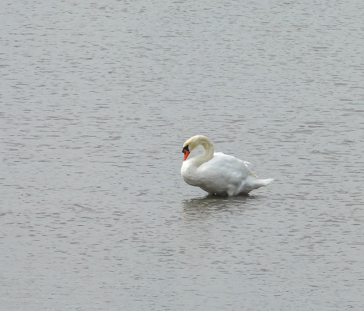 Mute Swan - ML624009879