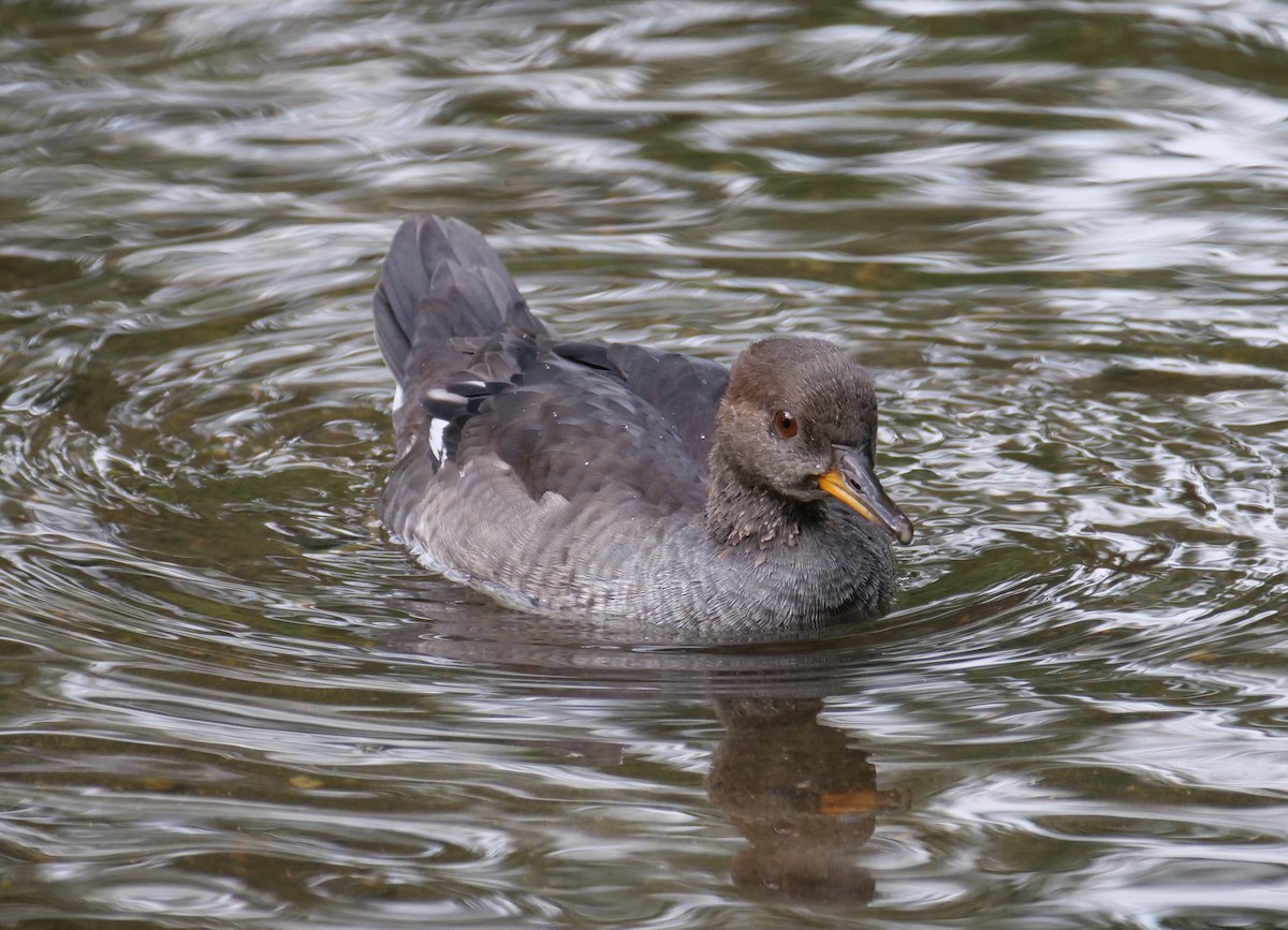 Hooded Merganser - ML624009881