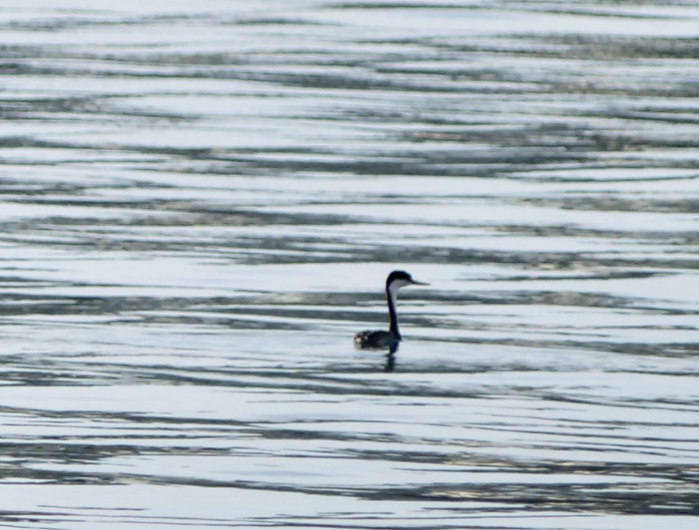 Western Grebe - ML624009886