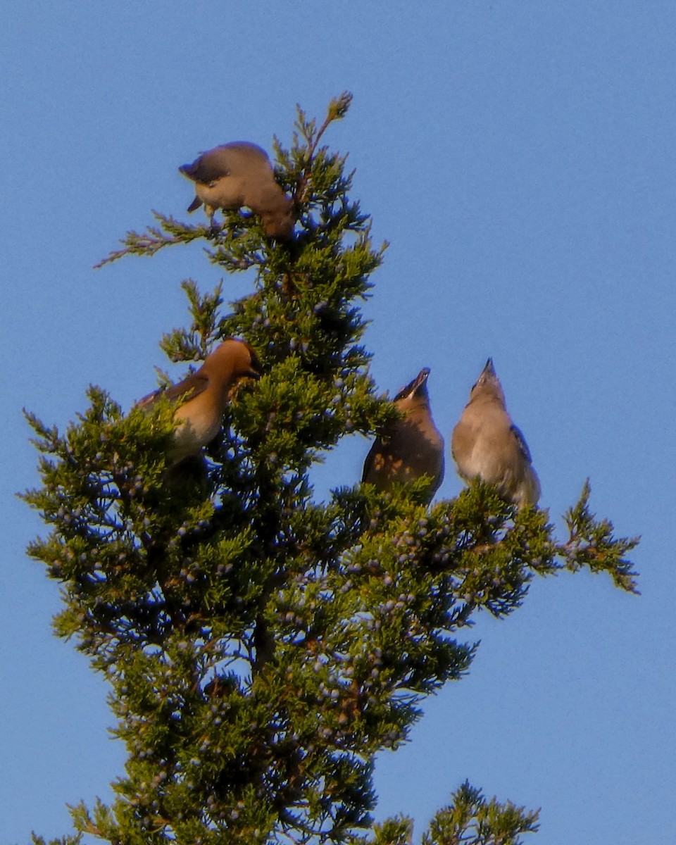 Cedar Waxwing - Kathy L. Mock