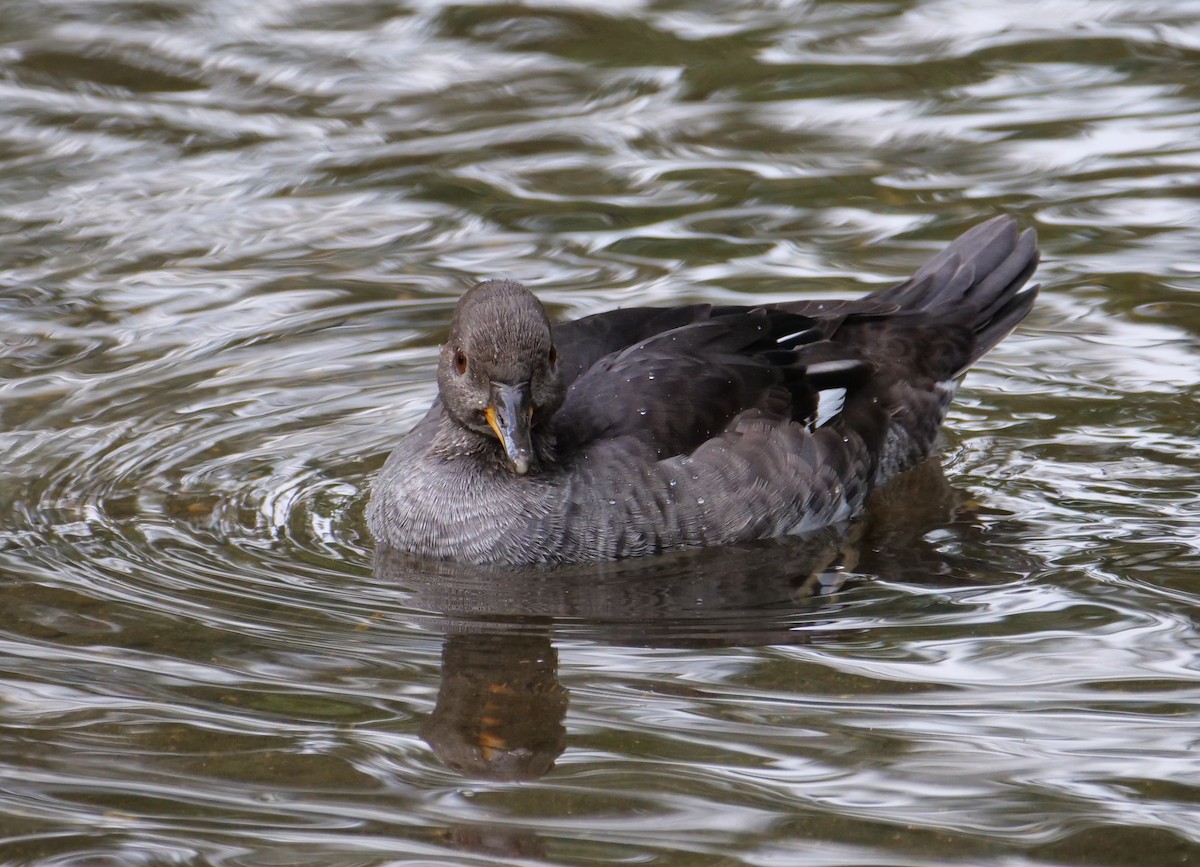 Hooded Merganser - ML624009892