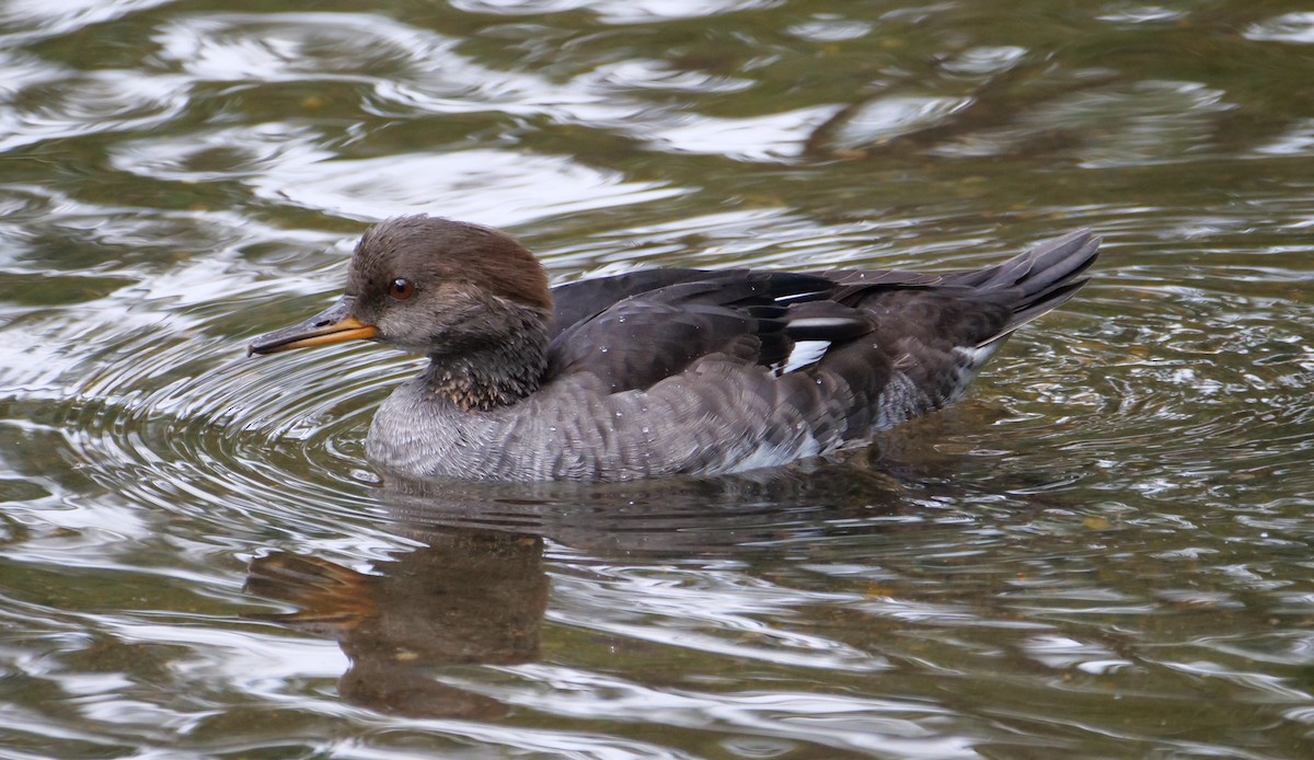 Hooded Merganser - ML624009901