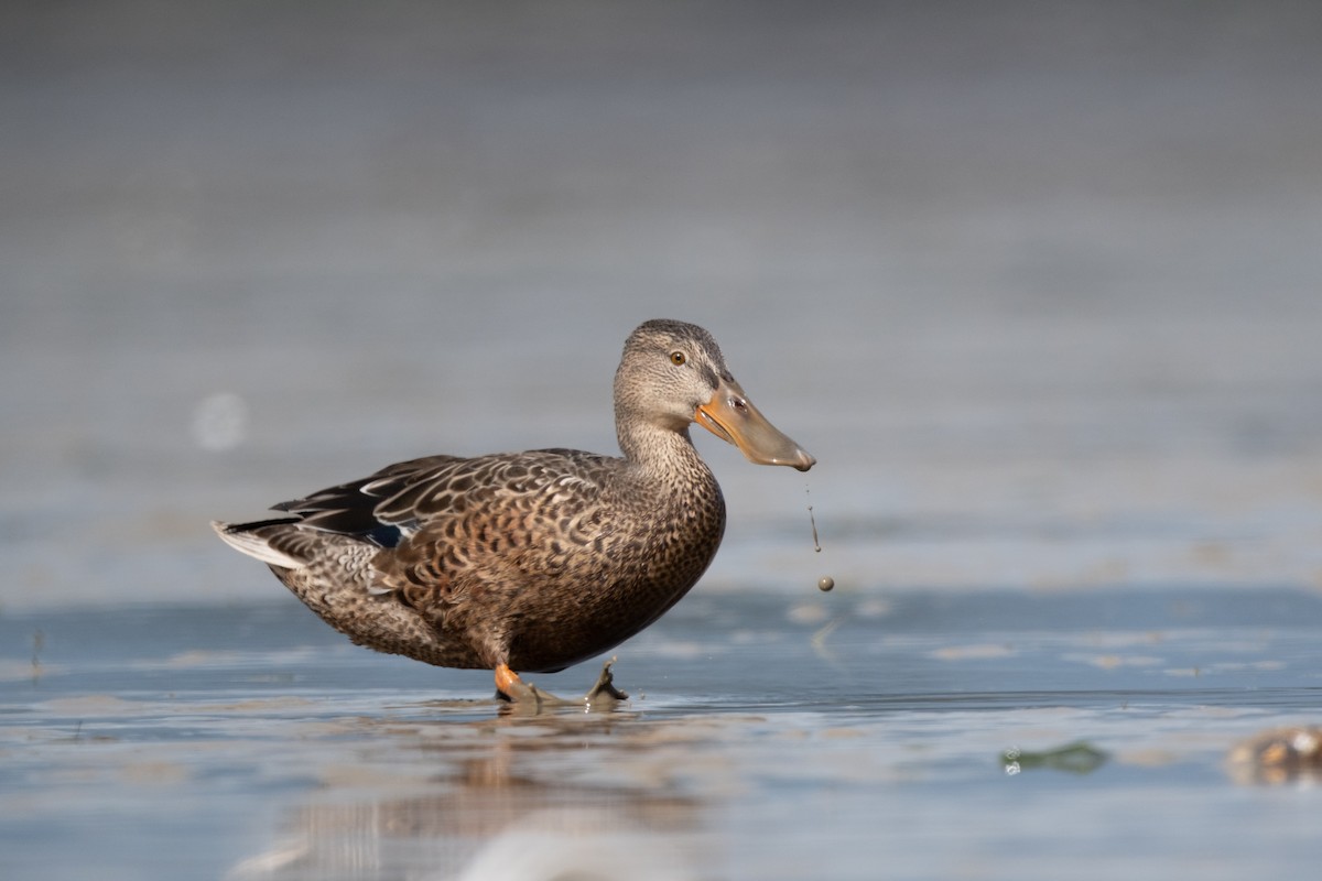 Northern Shoveler - ML624009902