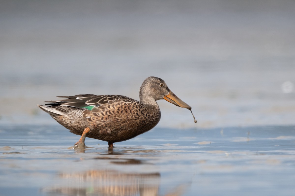 Northern Shoveler - ML624009903