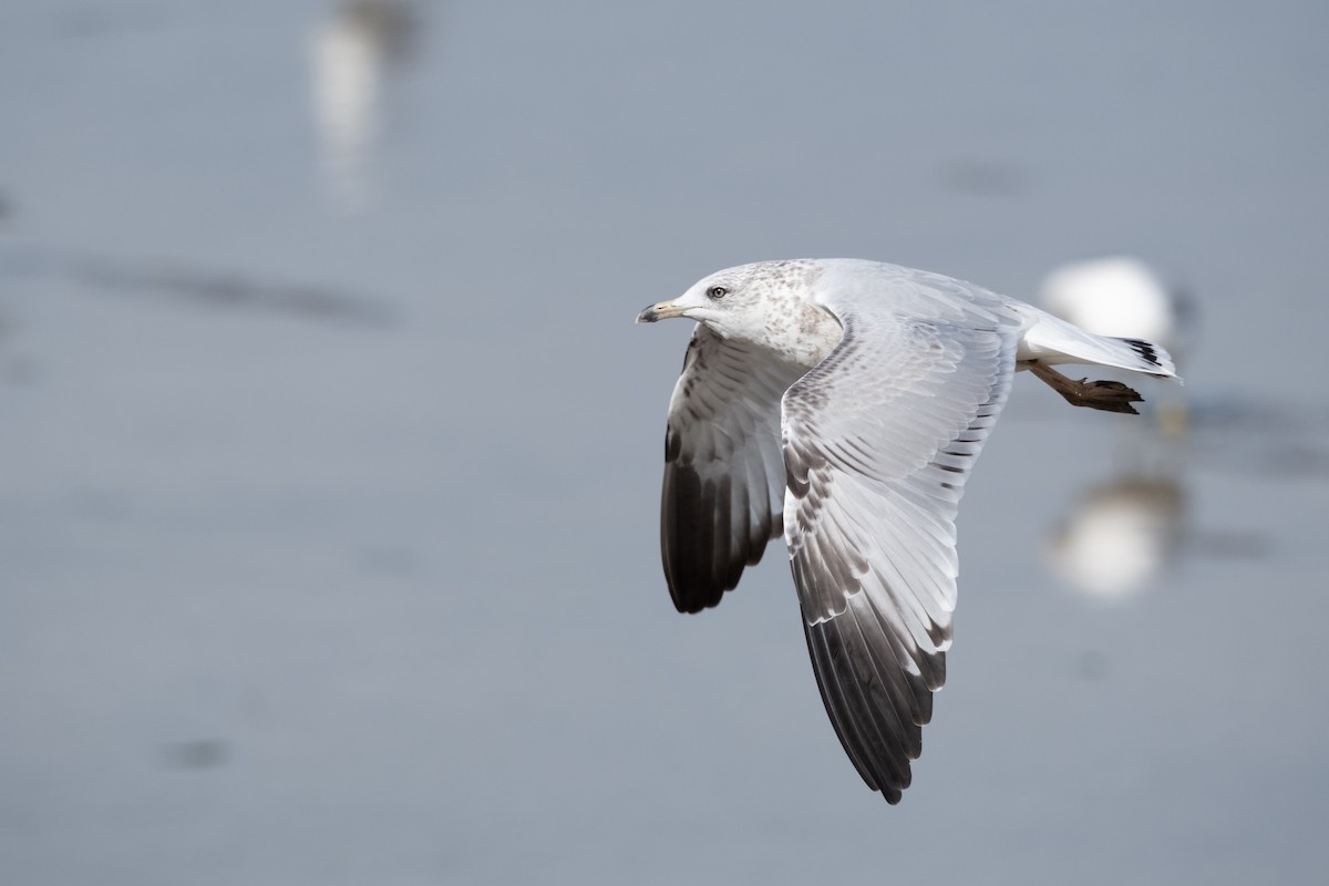 Ring-billed Gull - ML624009915