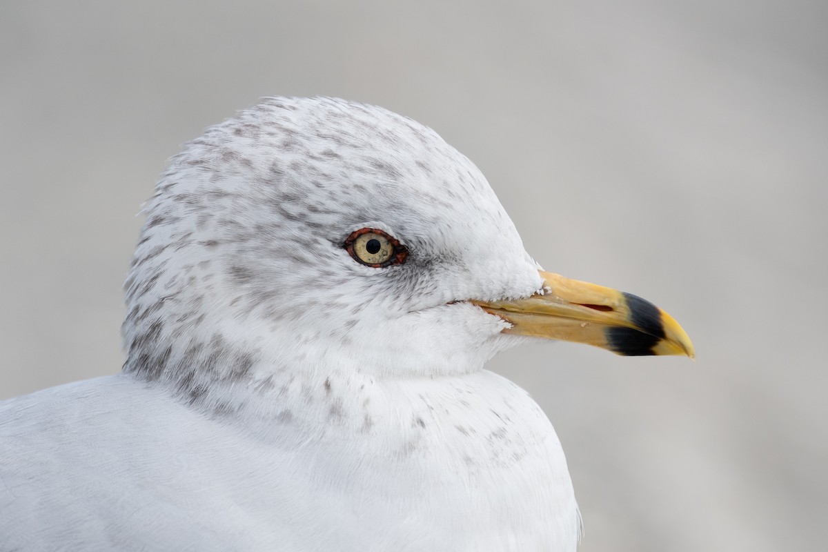 Ring-billed Gull - ML624009916