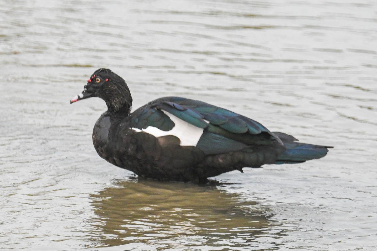 Muscovy Duck - ML624009922