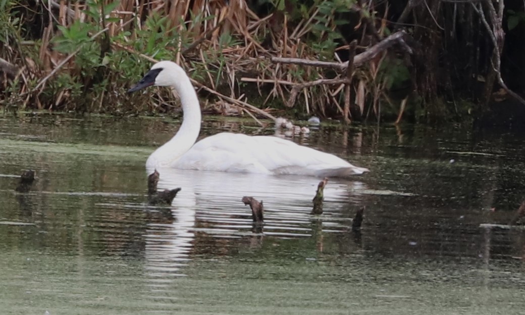 Trumpeter Swan - ML624009924