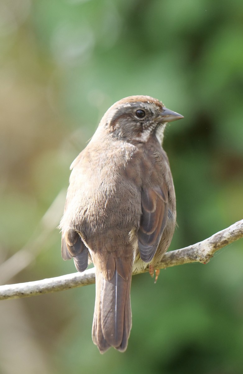 Song Sparrow - Jan Bryant