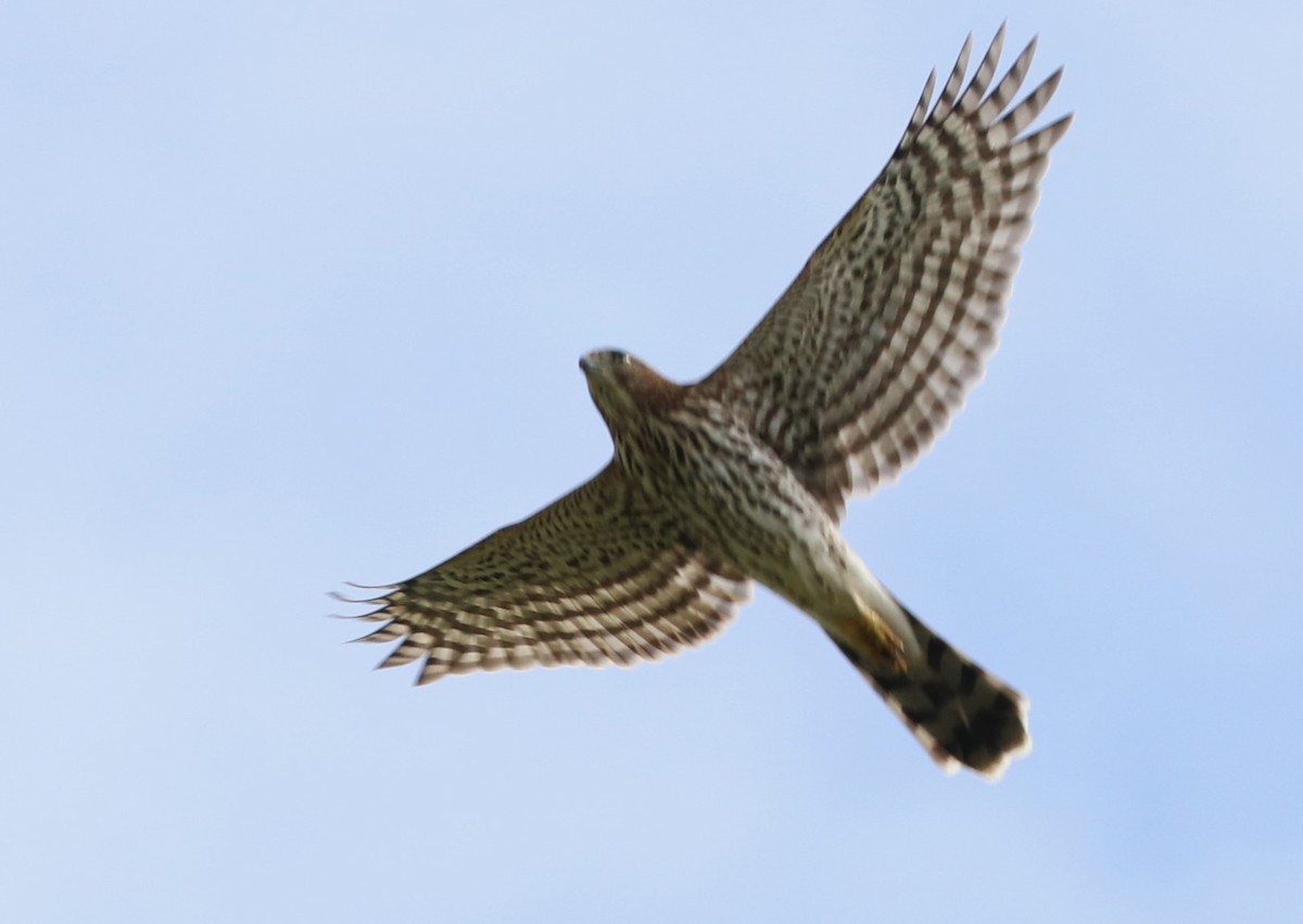 Cooper's Hawk - ML624009941