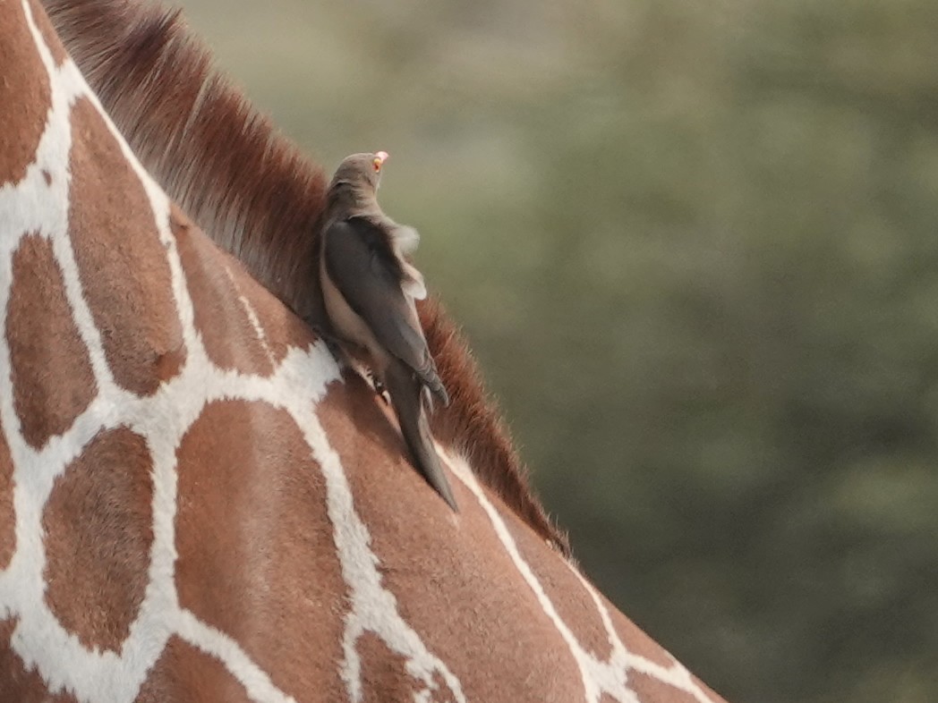 Red-billed Oxpecker - ML624009946