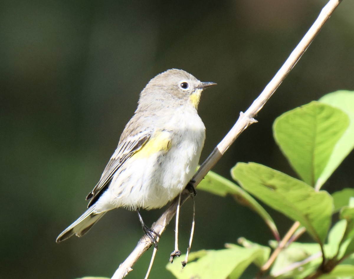 Yellow-rumped Warbler - Jan Bryant