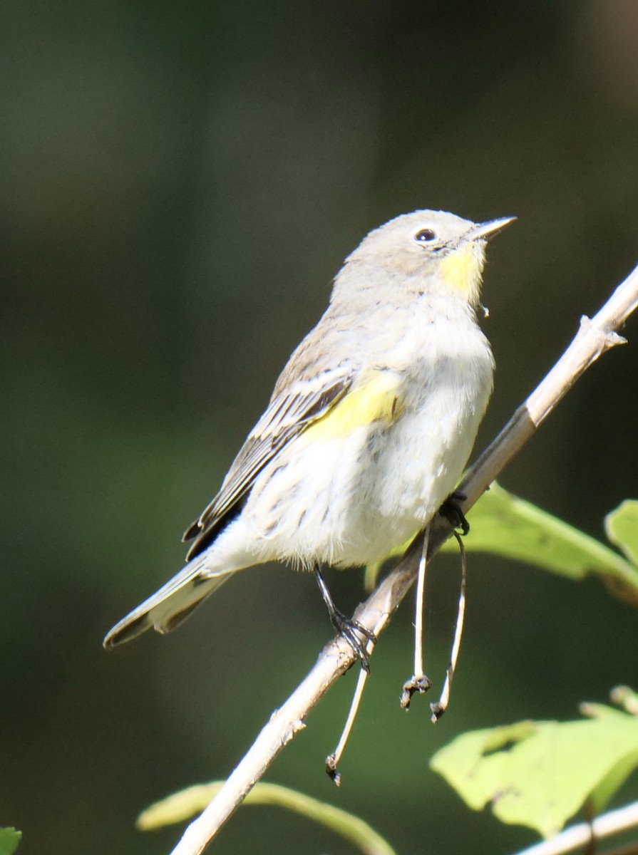 Yellow-rumped Warbler - Jan Bryant