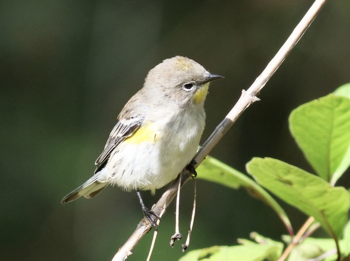 Yellow-rumped Warbler - Jan Bryant