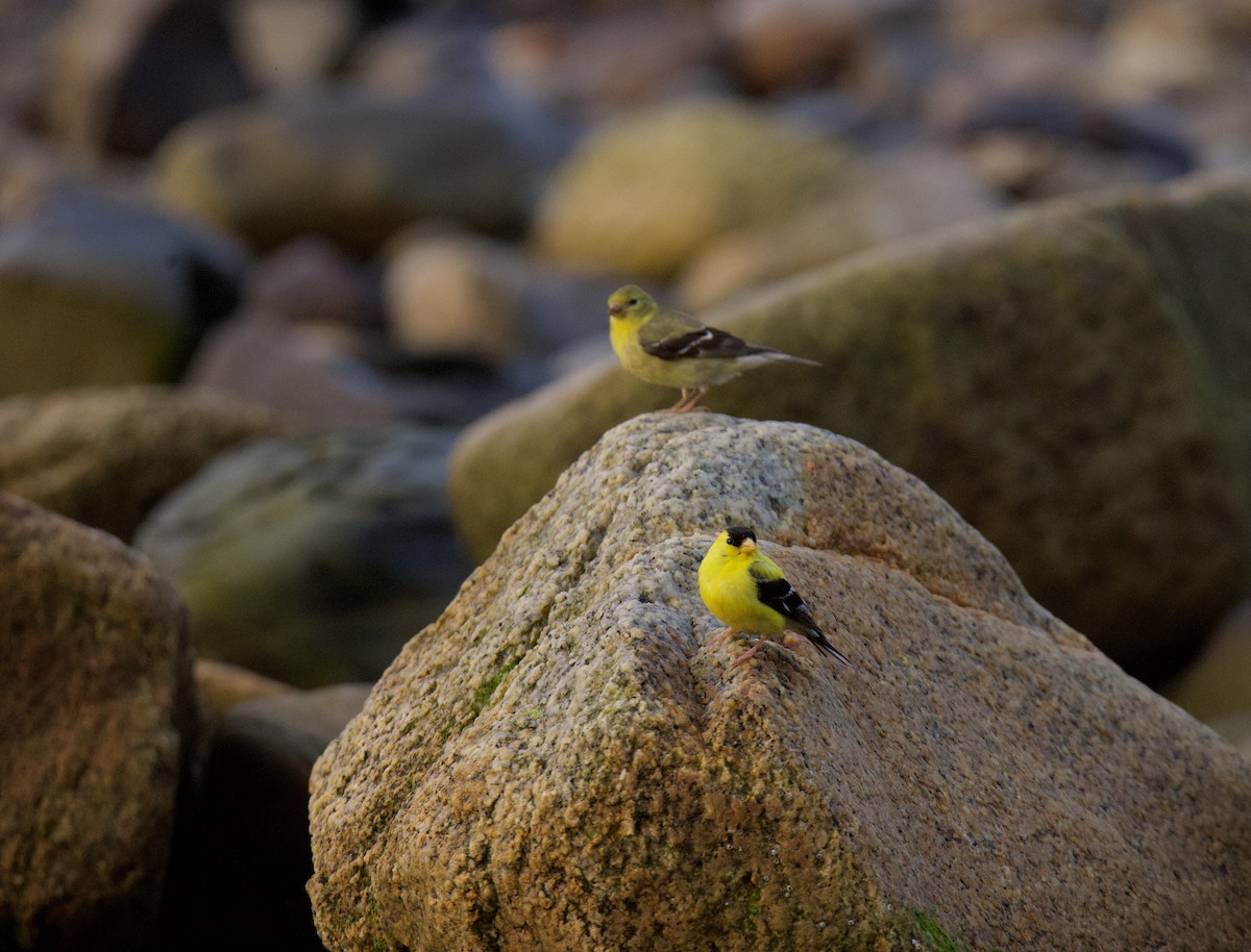 American Goldfinch - ML624009969