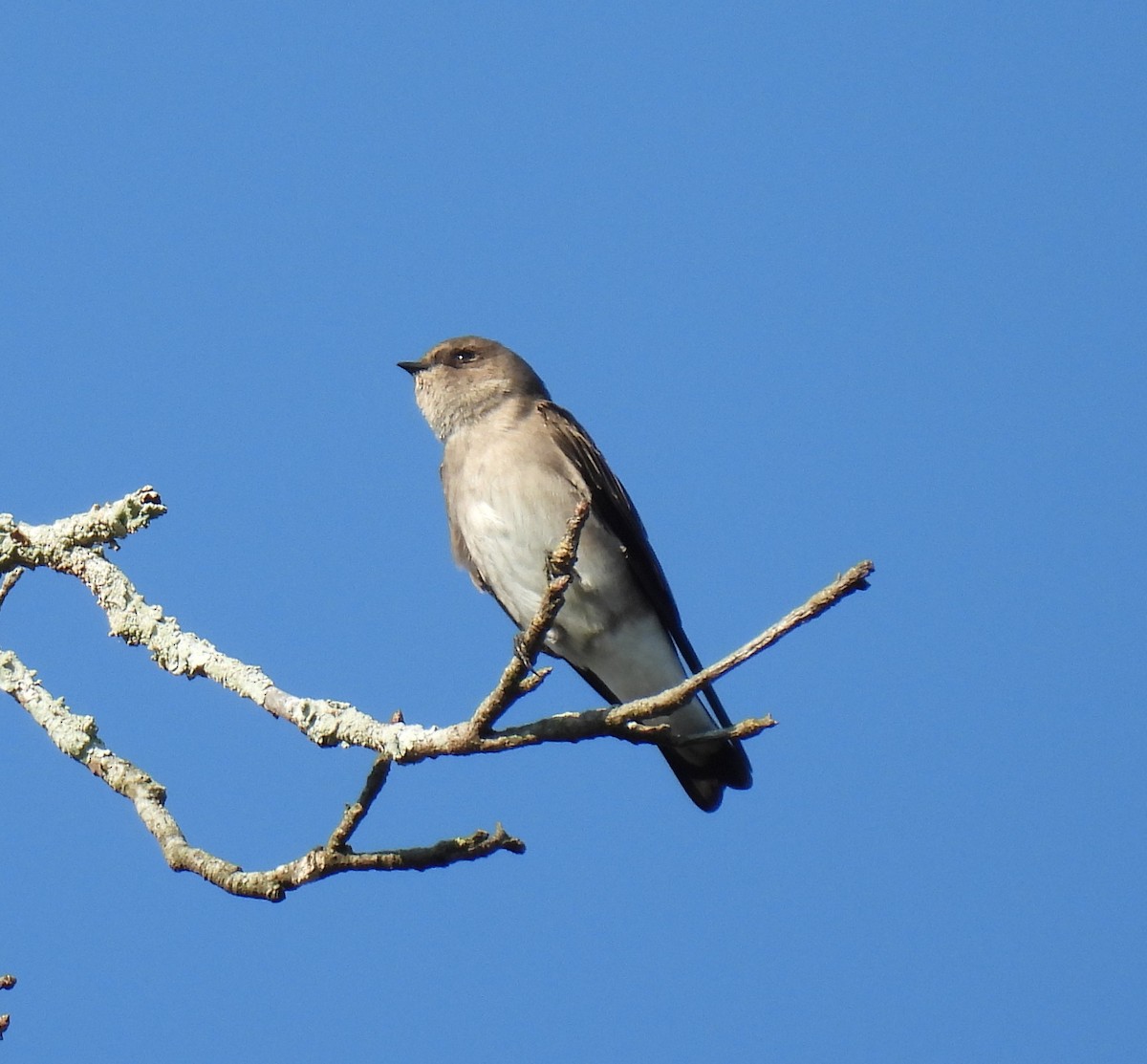 Northern Rough-winged Swallow - ML624009991