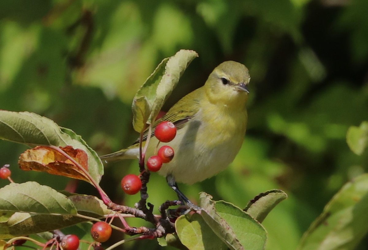 Tennessee Warbler - ML624010009