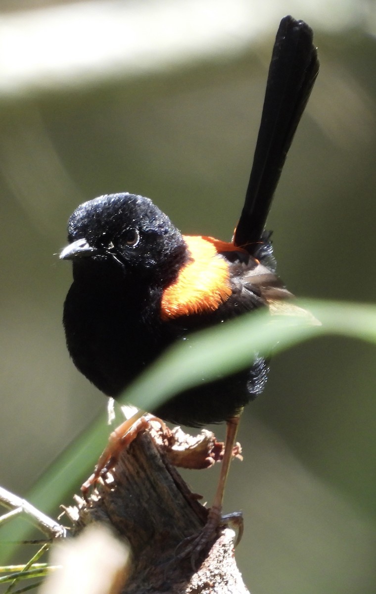 Red-backed Fairywren - ML624010022