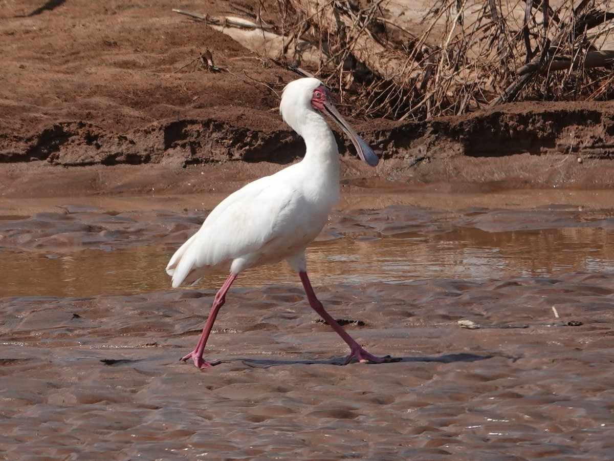 כפן אפריקני - ML624010026