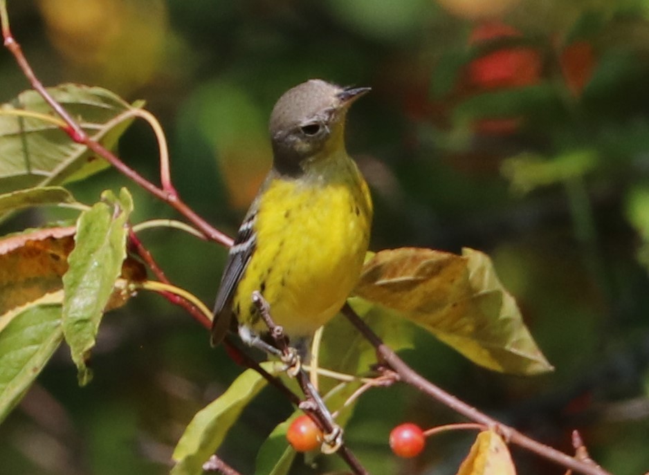 Magnolia Warbler - ML624010029