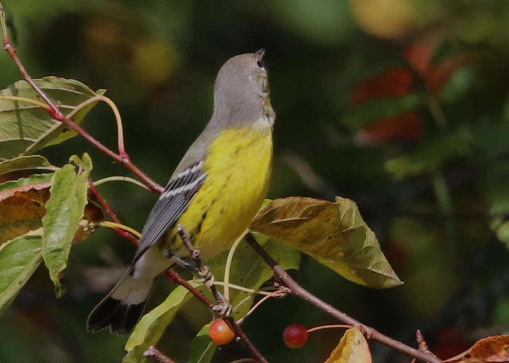 Magnolia Warbler - ML624010030