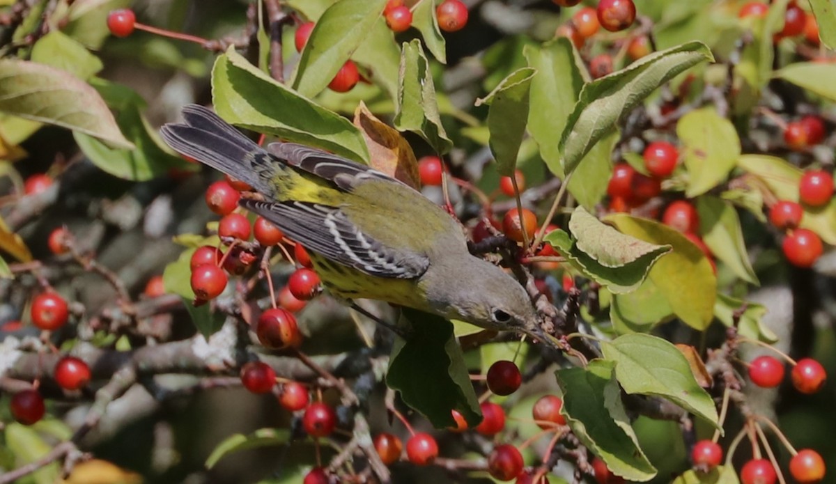 Magnolia Warbler - ML624010031