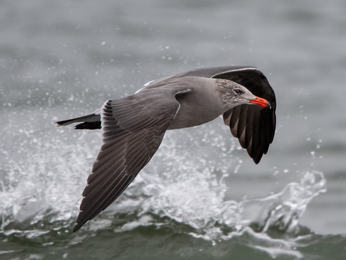 Heermann's Gull - ML624010038