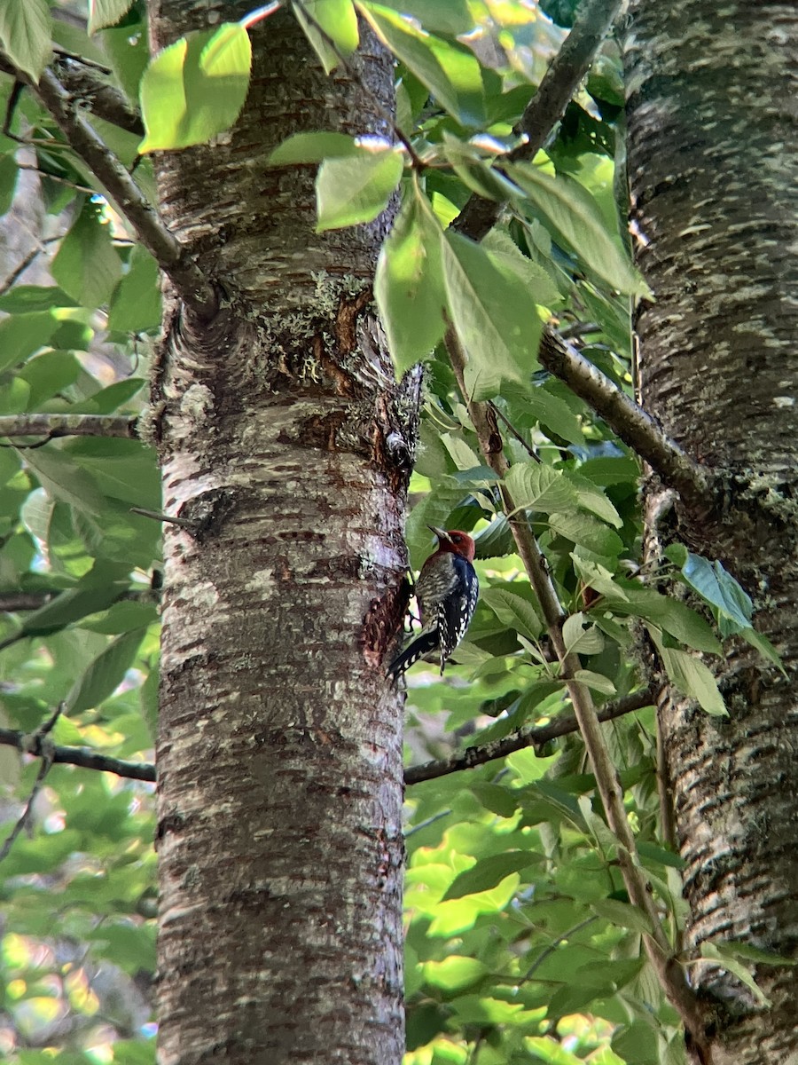 Red-breasted Sapsucker - ML624010043