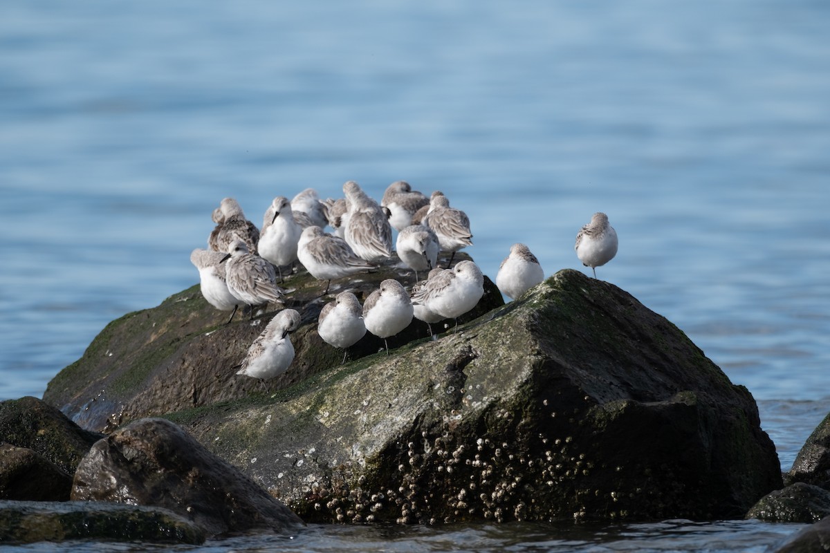 Sanderling - ML624010046