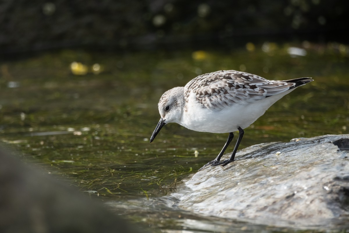 Sanderling - ML624010047