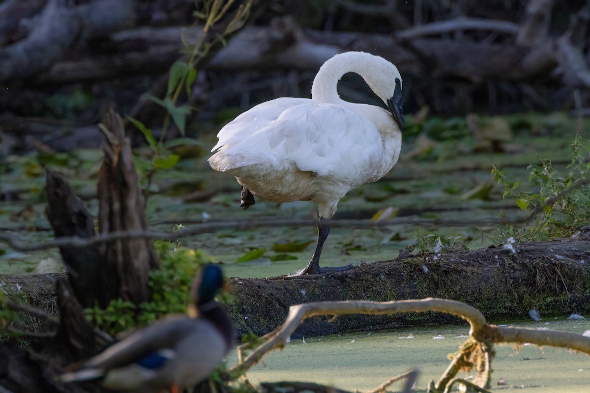 Trumpeter Swan - ML624010050
