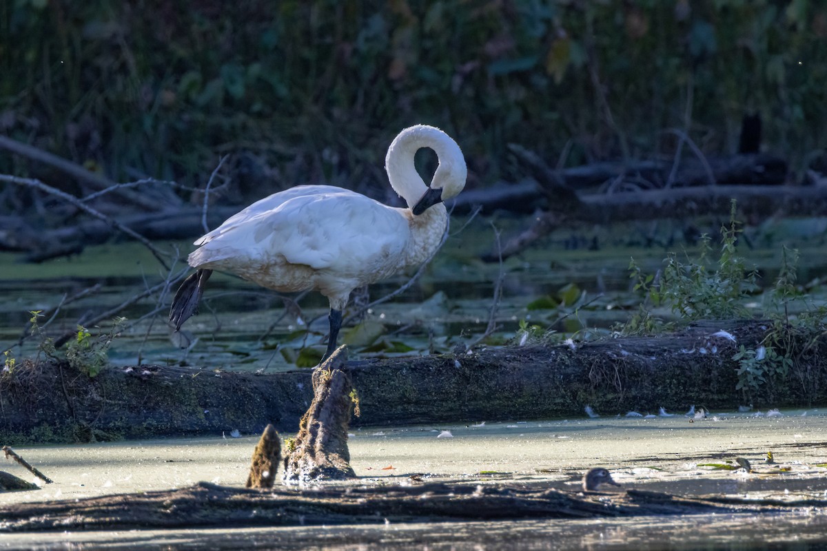 Trumpeter Swan - ML624010051
